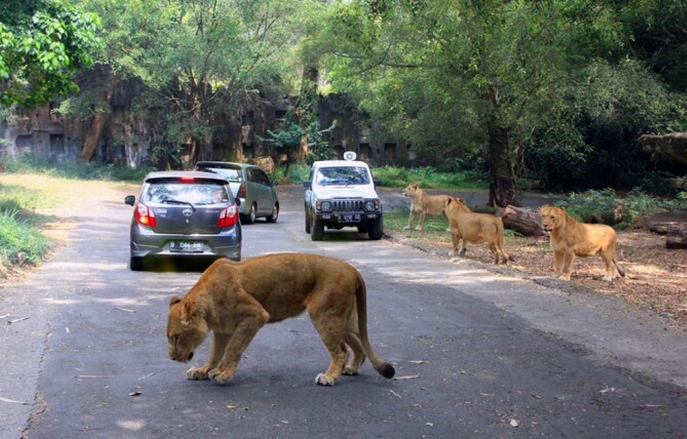 Taman Safari Indonesia Bogor
